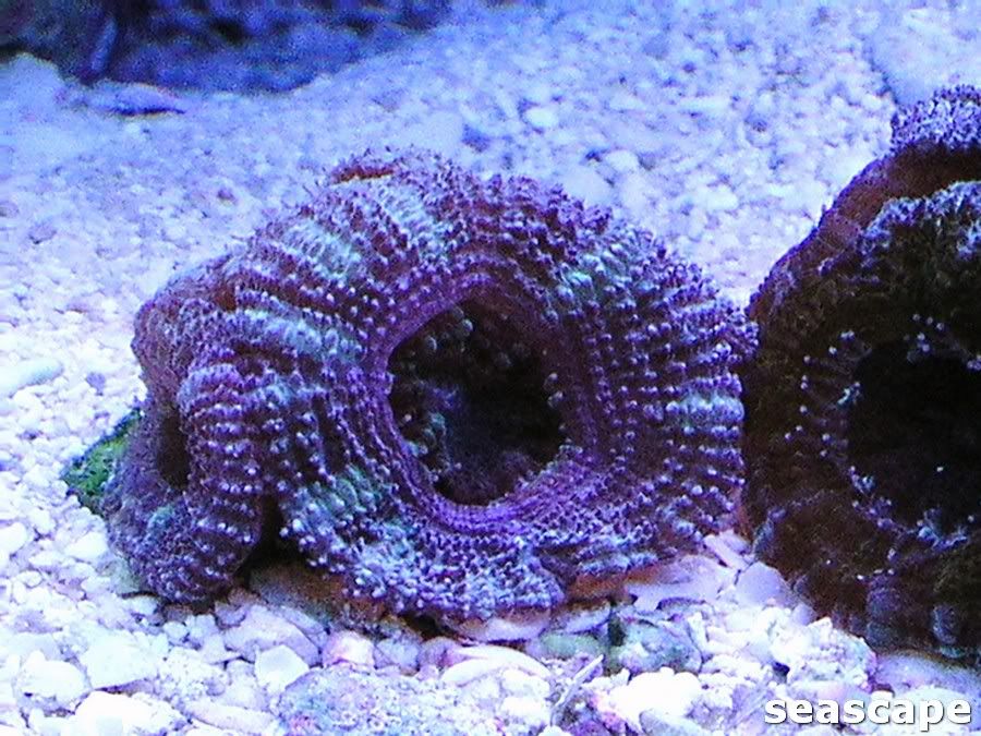 acans180g001.jpg