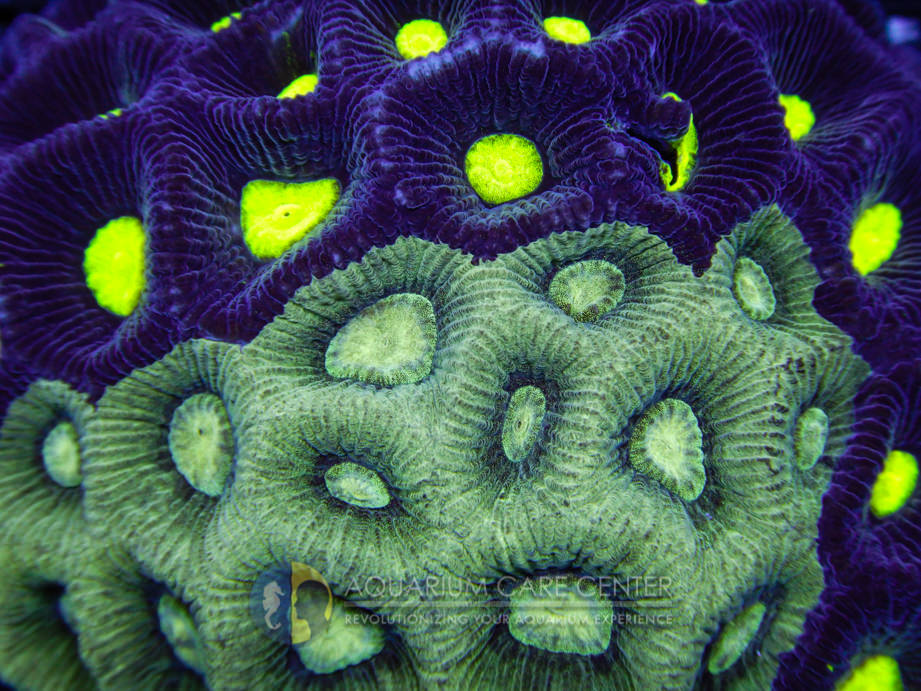 PE617j6.jpg