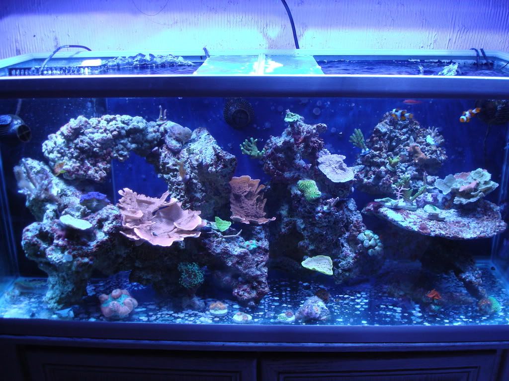 Newpheonixbulbs005.jpg