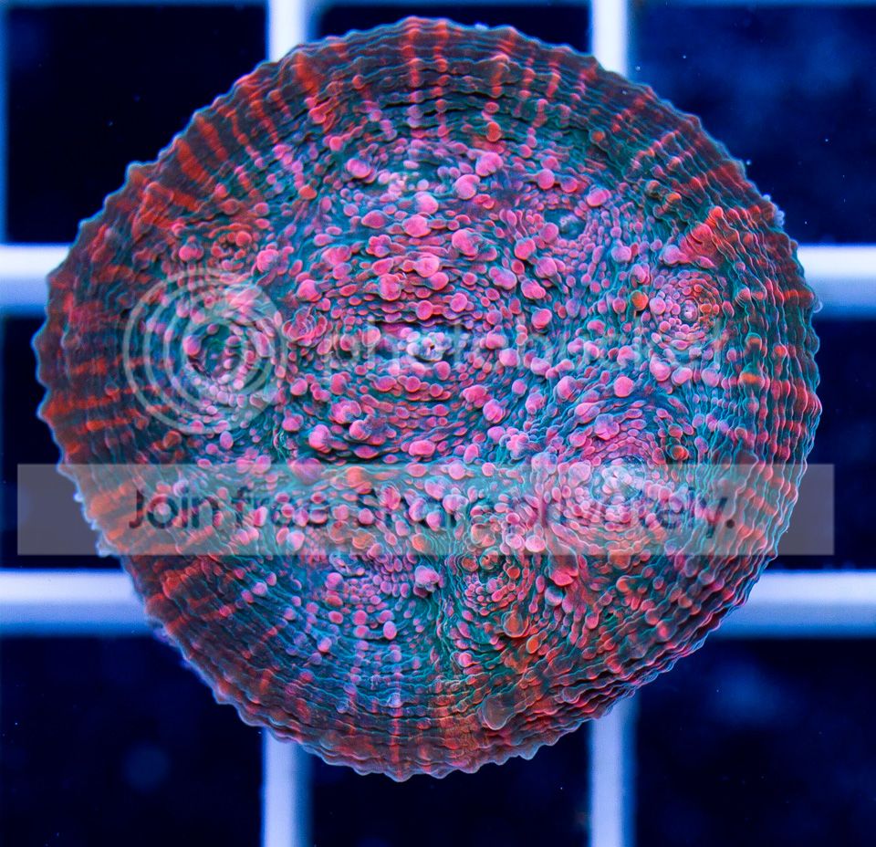 ANewCoral_5-2.jpg
