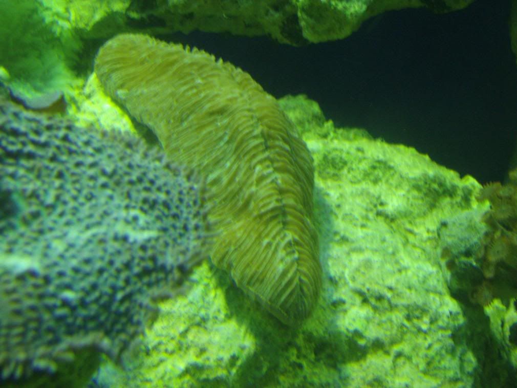 jayfish015.jpg