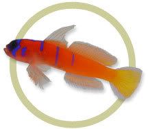 catalina_goby.jpg