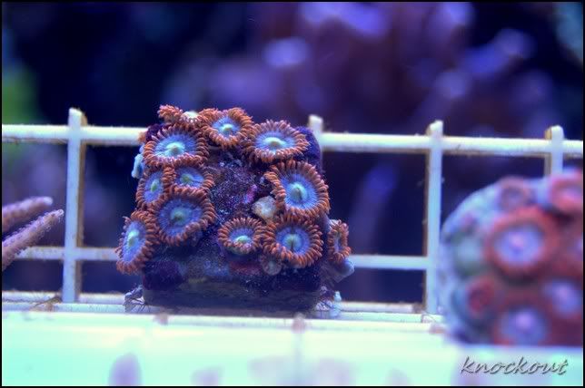 fire_and_ice_zoas.jpg
