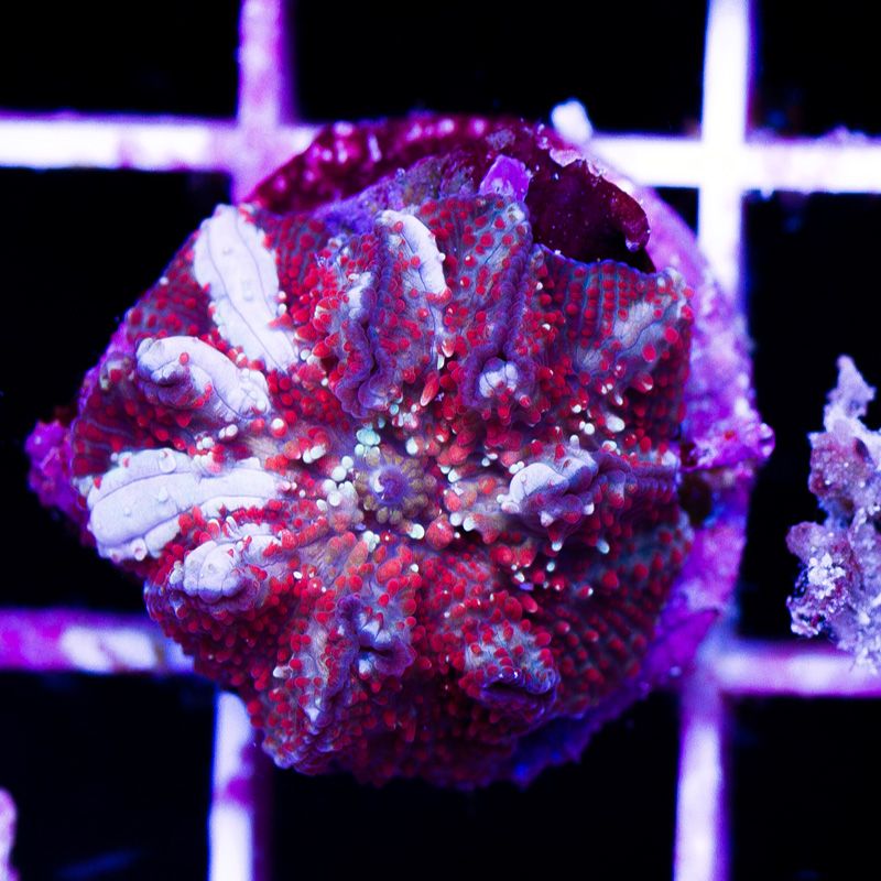 newcorals-3023b.jpg~original