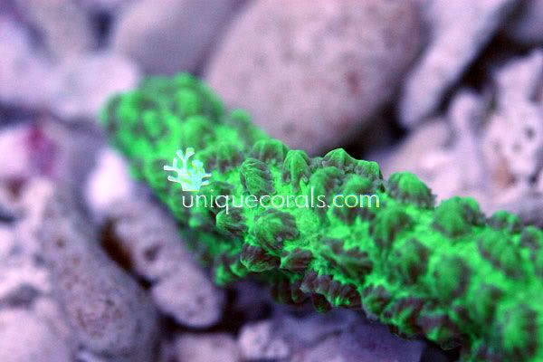 neongreen_hydno_macro1-1.jpg