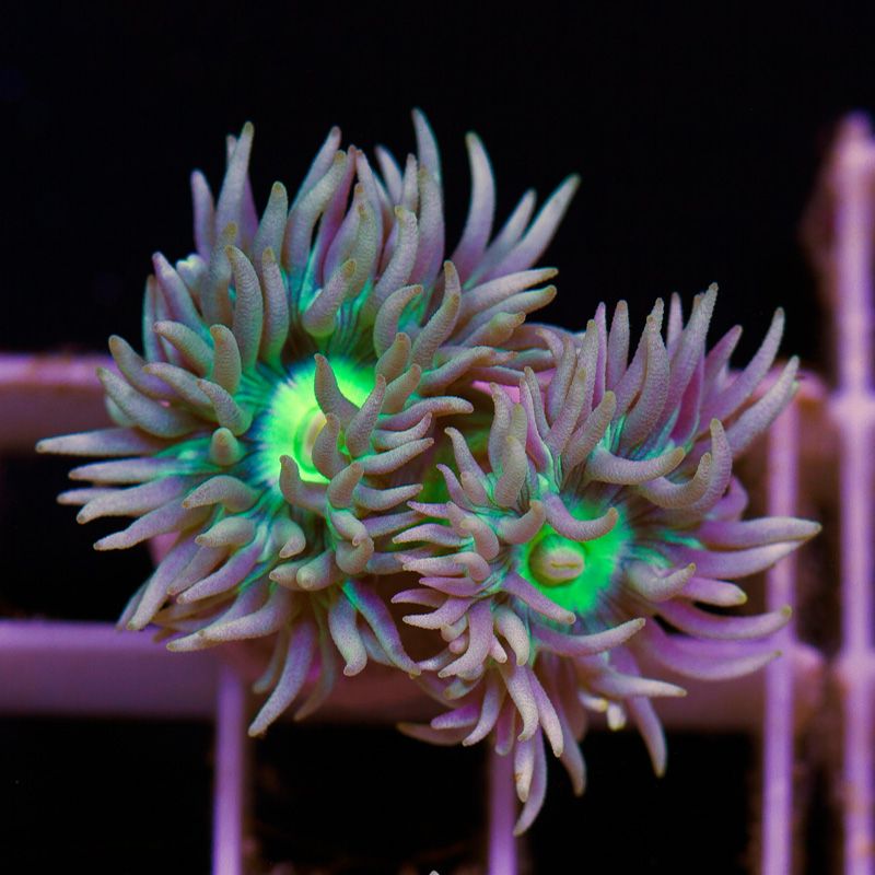 newacropora1939b.jpg~original