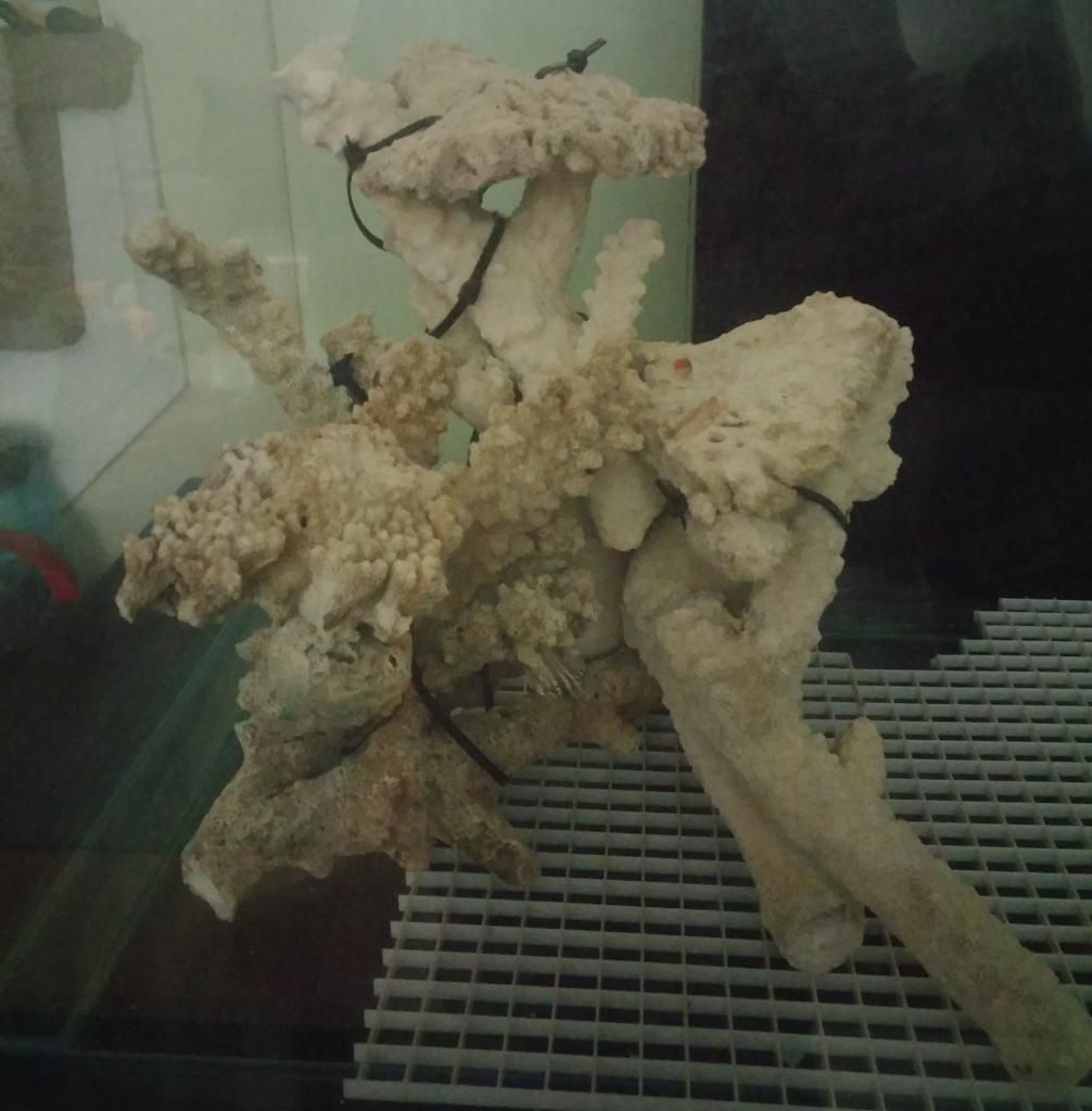 20150125_012843_zpsaptgahcy.jpg