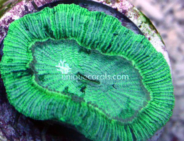 greentrachy1_macro.jpg