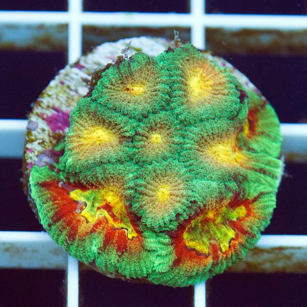 polyp1554.jpg~original