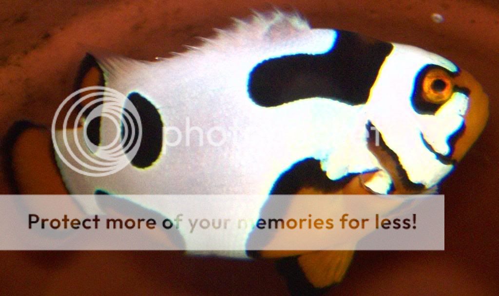 46874707.jpg