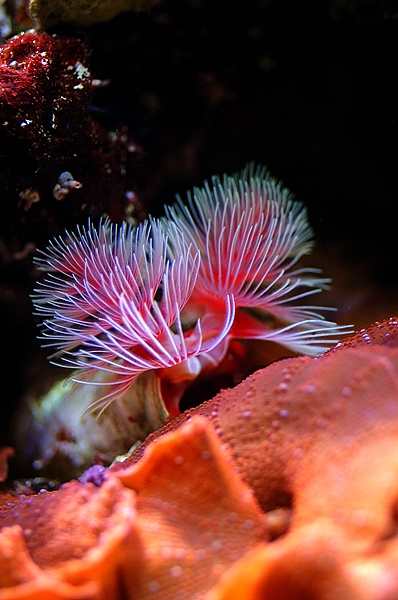 tubeworm.jpg
