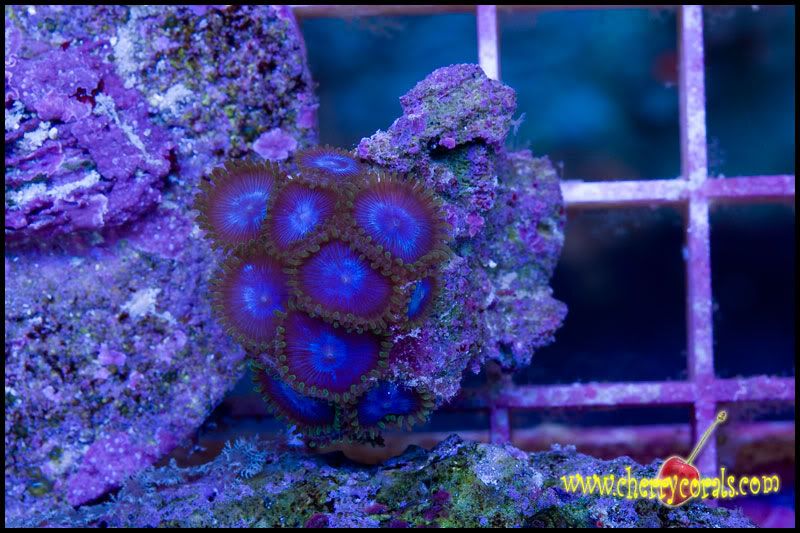 Newcorals_22.jpg