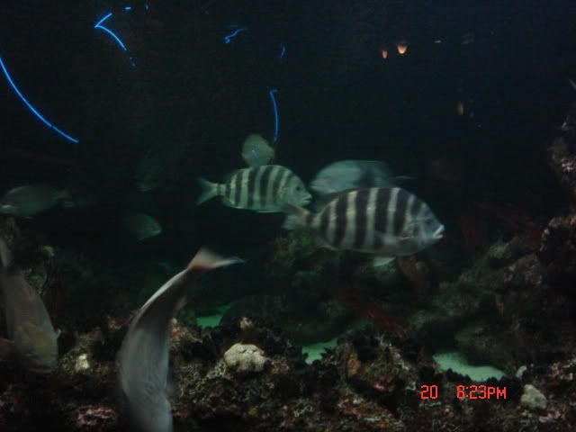 DSC01342.jpg