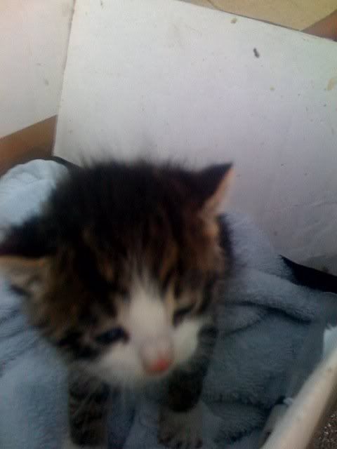 Boatkitten.jpg