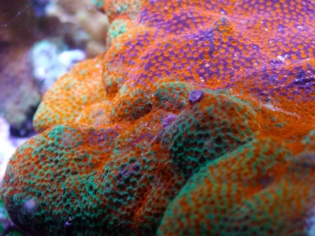 sunburst-montipora-2.jpg