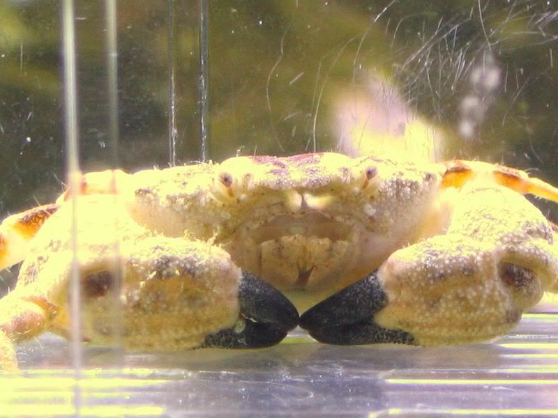 gorillacrab011.jpg