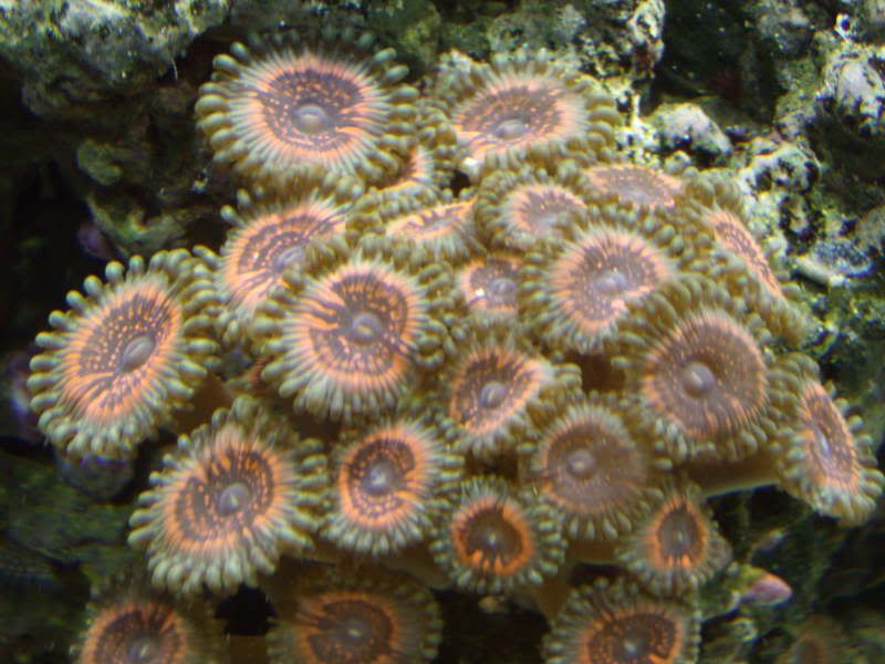 jayfish013.jpg