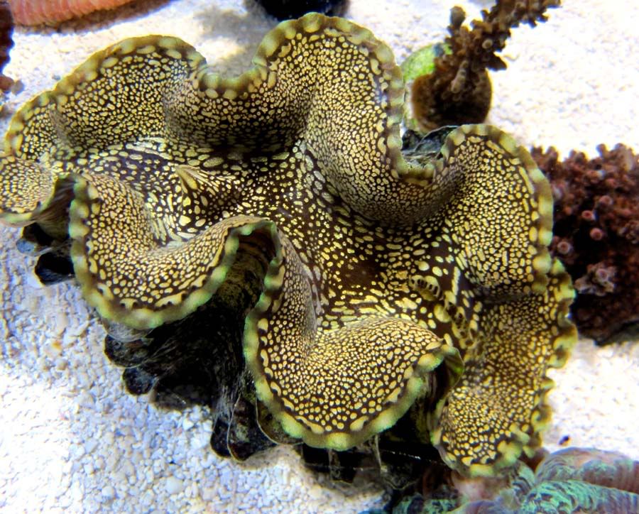 squamosa1.jpg