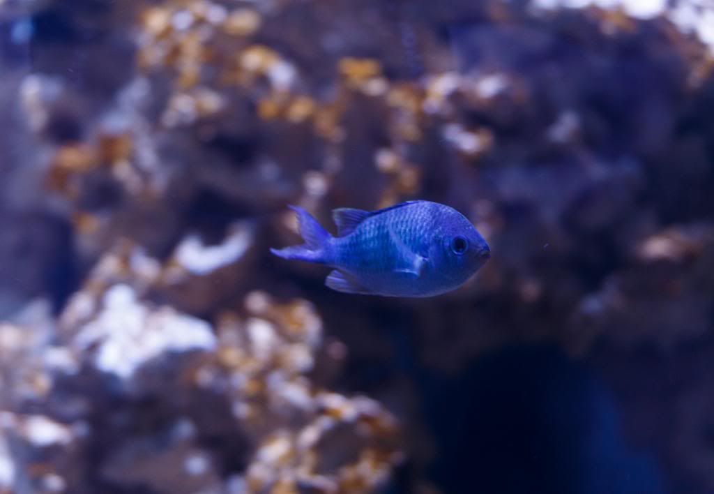 Fishy-3.jpg