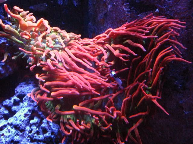 NewZoapics026.jpg