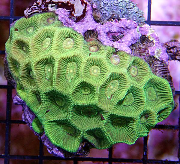 Nuclear_green_Favia.jpg