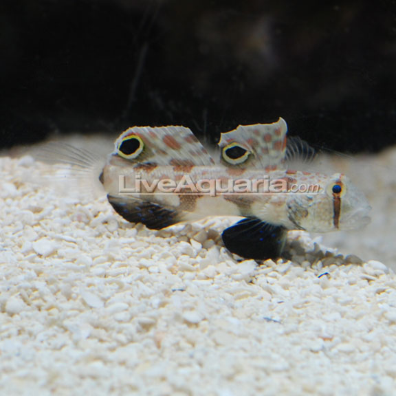 lg-71536-Two-Spot-Goby.jpg