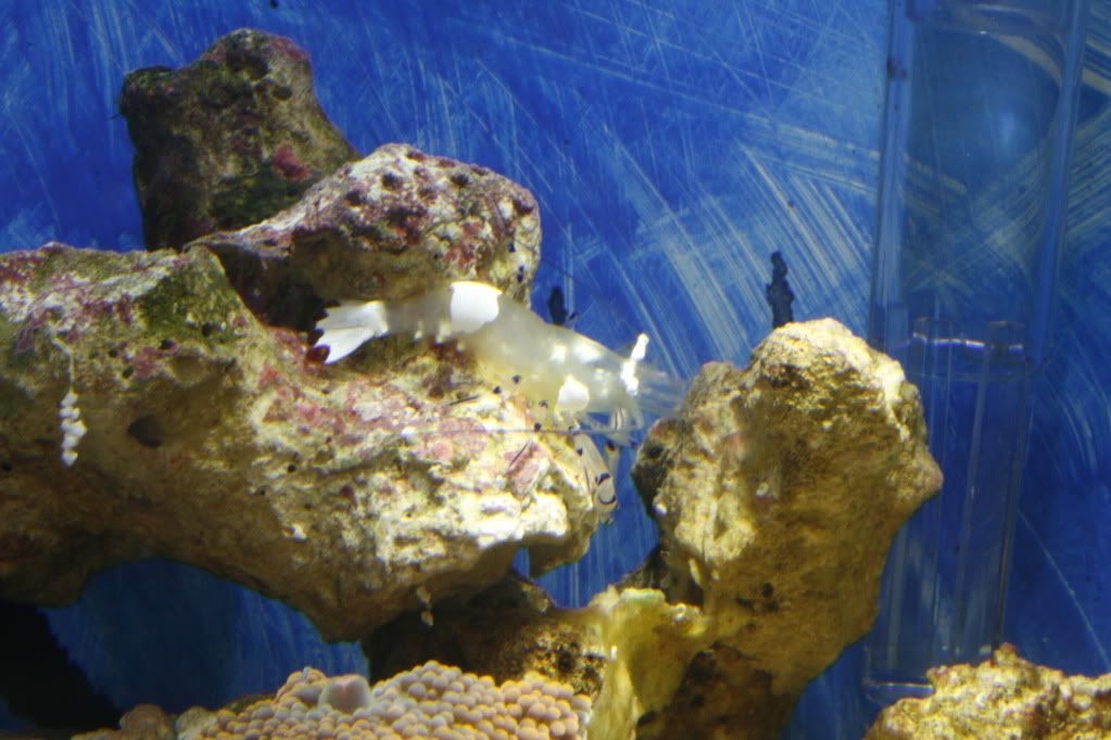 2tanks_reef11_20_2010_2.jpg