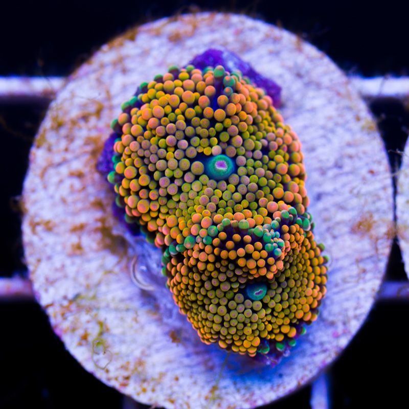 shrooms100b.jpg