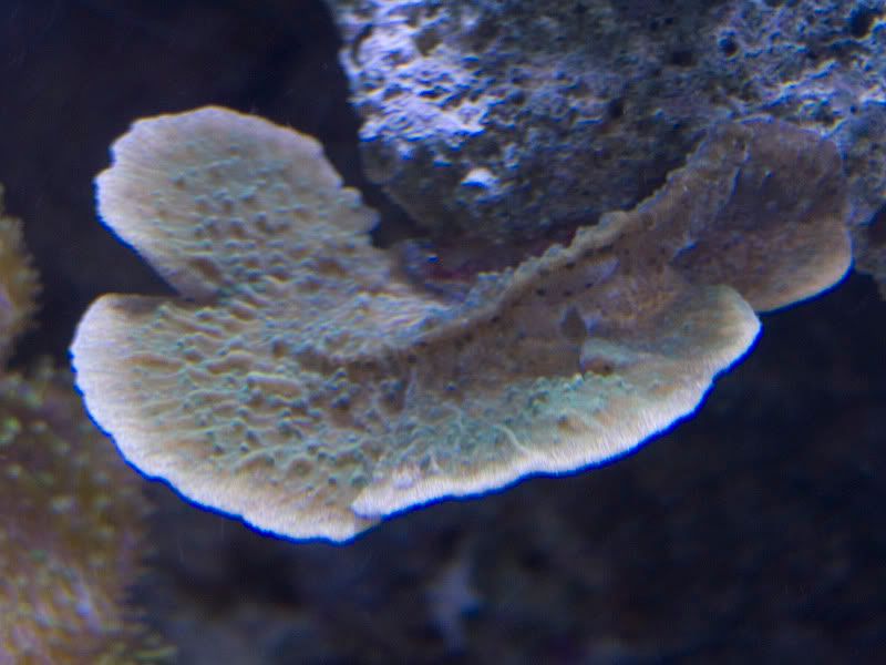 P6290046.jpg