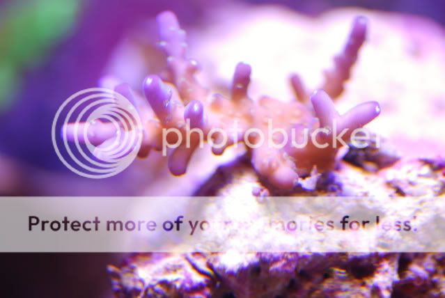 macro15.jpg