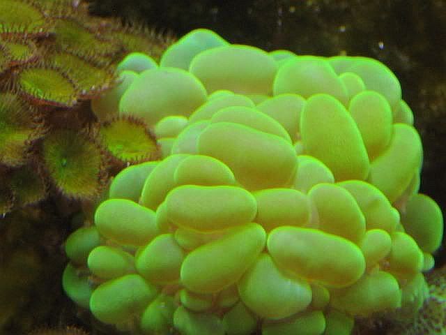 65g_GreenBubble.jpg
