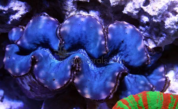 clam5.jpg