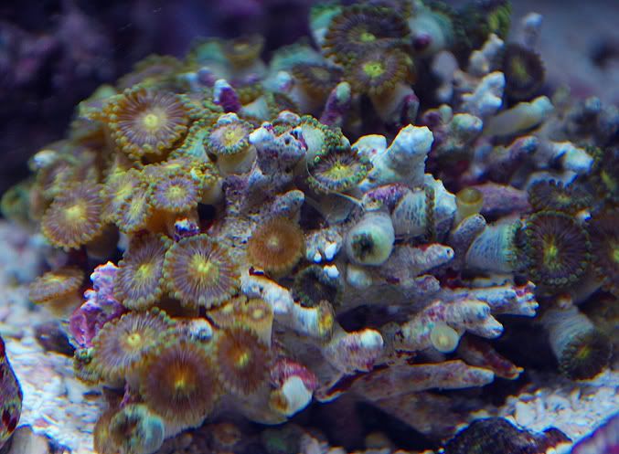 yellow-purple-green.jpg