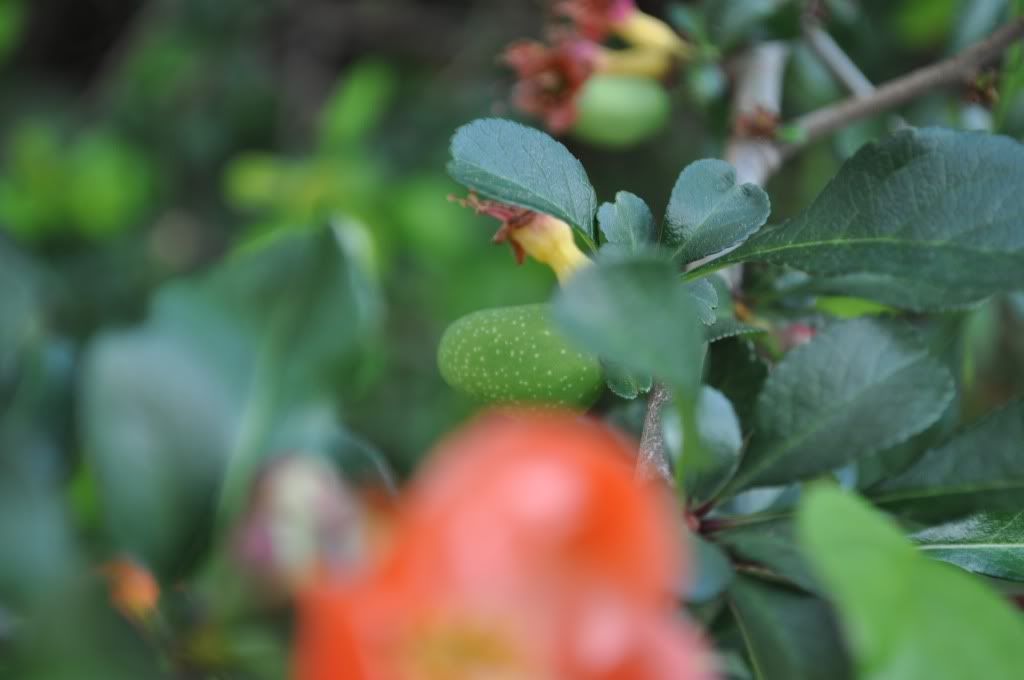 DSC_0342.jpg