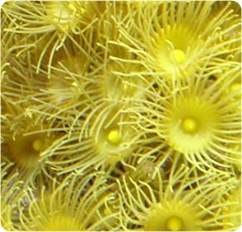 Yellow_Polyp_ps.jpg