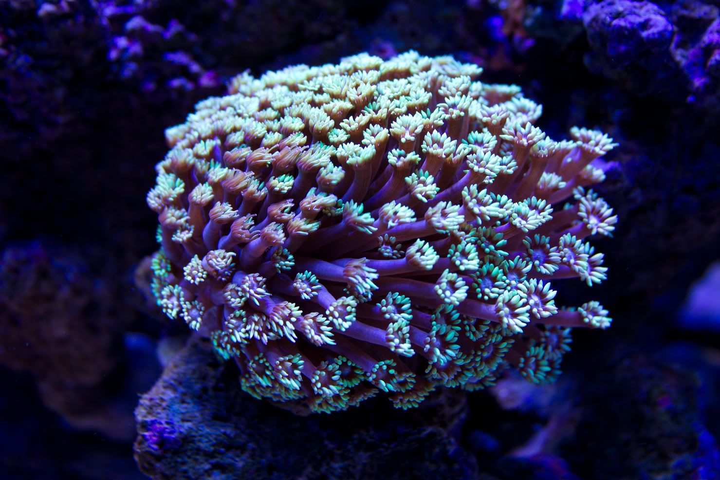 AQ1E9699-1.jpg