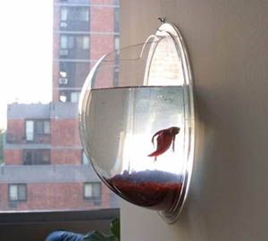 fishbowl.jpg