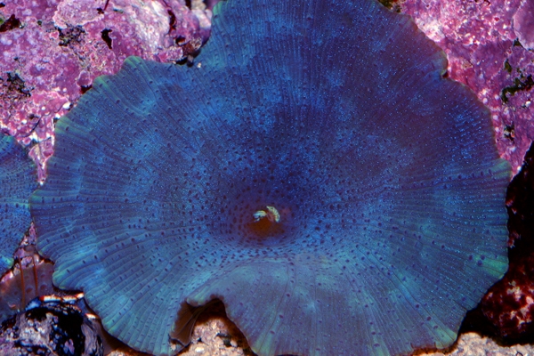 40723693.jpg