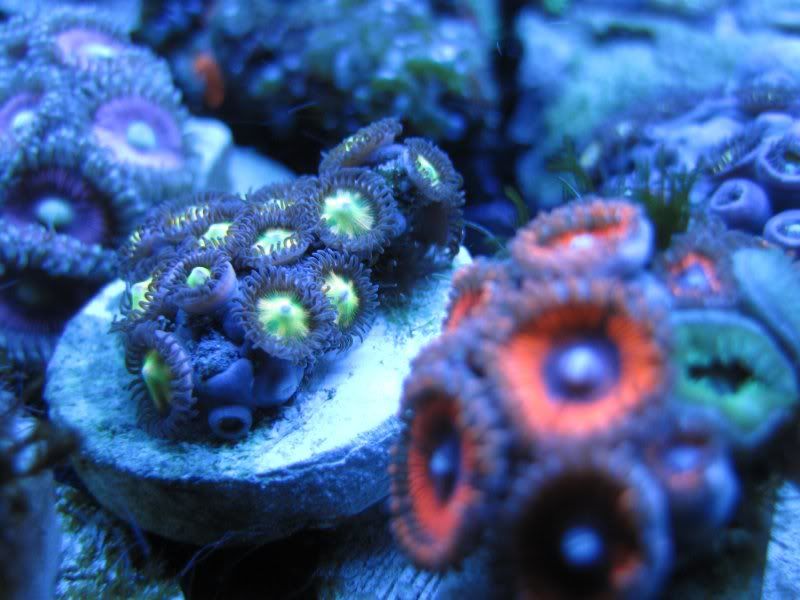 DallasNYC_zoas9.jpg