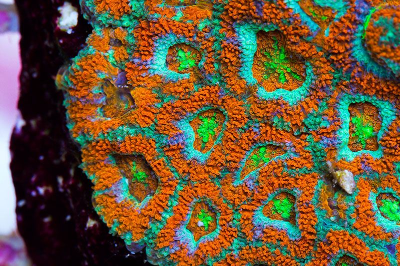 newcoral1727.jpg