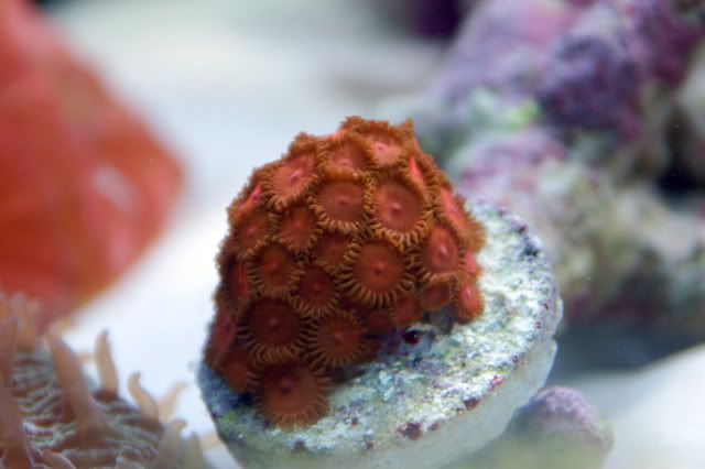 120g_TripleReds01.jpg