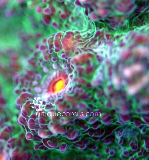 dragoneye_chalice_macro-1.jpg