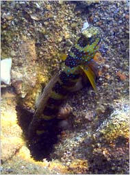 09judson-goby1.jpg