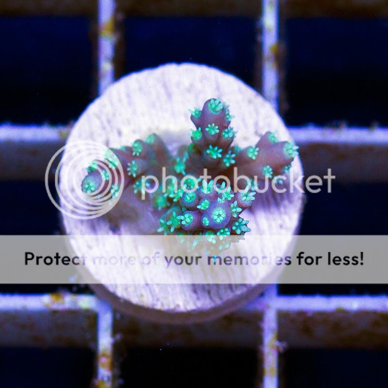newacropora2066bbbbb.jpg~original
