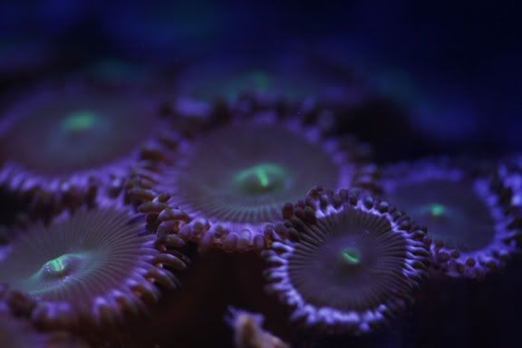 zoas2.jpg
