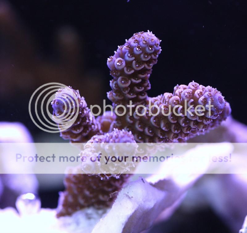 BlueTipPinkMillepora352inch_zpseb261501.jpg