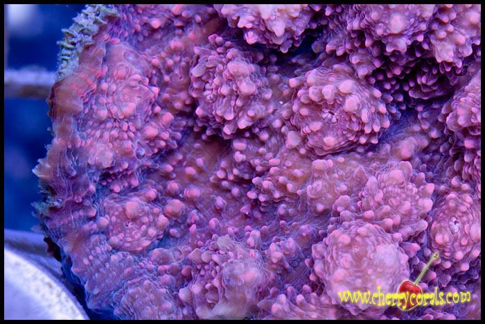 NewCoral_3copy-1.jpg