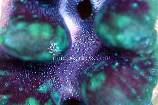 crocea_clam_macro.jpg
