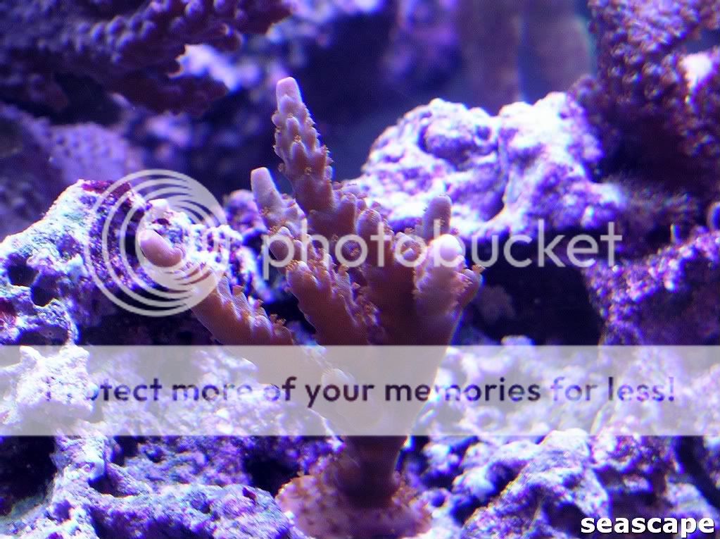 coralpics1063.jpg