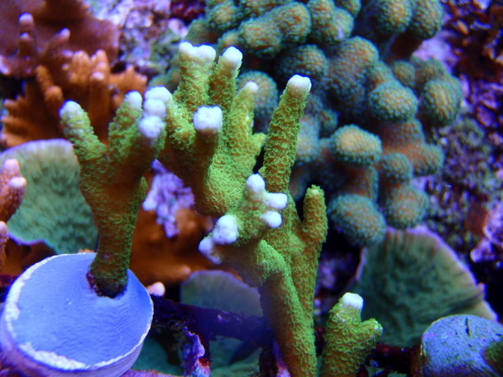 P2010316.jpg